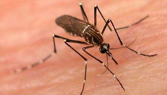 Pico: buscan a personas con fiebre alta en la zona donde vive la mujer con dengue
