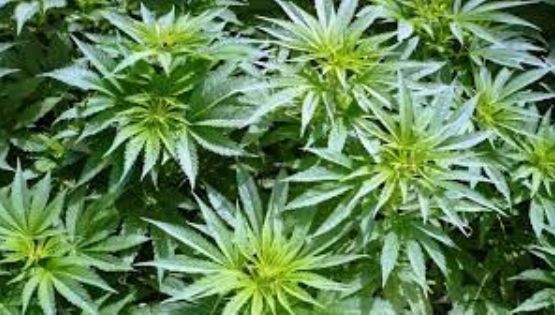Rancul: encontraron plantas de marihuana que fueron desechadas en el basurero local